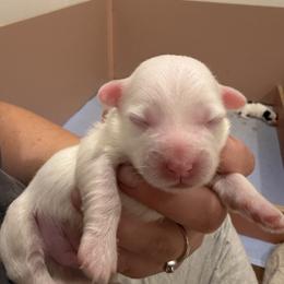 Boy 4 - White male Coton de Tulear puppy in Vancouver, Washington from Uptown Cotons