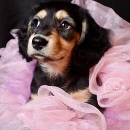 Dachshund Puppies from Bald Mountain Dachshunds
