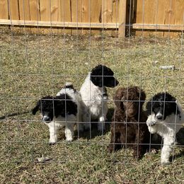 Poodle Puppies from Parapoodles