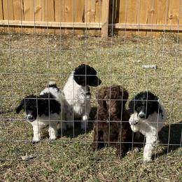 Poodle Puppies from Parapoodles
