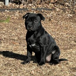 Girl 1 - Black female Staffordshire Bull Terrier puppy in North Saint Paul, Minnesota from GrimLock Staffords