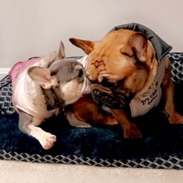 French Bulldogs from Topstarz Frenchies
