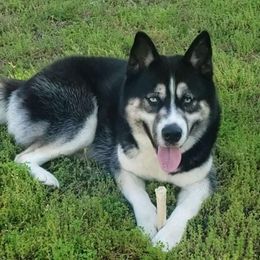 Athena - Siberian Husky