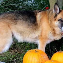 German Shepherds from Vom HeartSoul