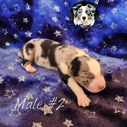 Boy 2 - male Australian Shepherd puppy in Harpers Ferry, Iowa from Wexford Creek Aussies, LLC