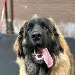 Morris - Reddish brown male Leonberger puppy in Leland, Illinois from Leonberger Puppies at Harris Acres
