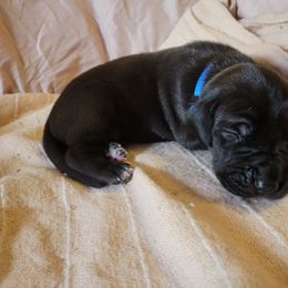 Cane Corso and Great Dane Puppies from RC RANCH GREAT DANES