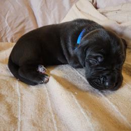 Cane Corso and Great Dane Puppies from RC RANCH GREAT DANES