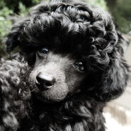 Poodles from Chrysalis