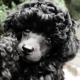 Poodles from Chrysalis