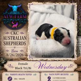 Wednesday - Black & white female Australian Shepherd puppy in Citra, Florida from AEW Farm