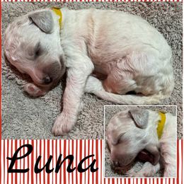 Luna Girl 7 - Cream female Goldendoodle puppy in Ankeny, Iowa from Iowadoodles2love