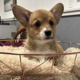 AKC PWC - DM & EIC Clear - Sable Boy1 - Pembroke Welsh Corgi puppy from 4A Corgis