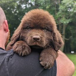 Newfoundland Puppies from K & L Ranch