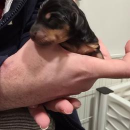 Miss Black and Tan - Black and tan female Dachshund puppy in Barre, Massachusetts from Central Mass Dachshunds