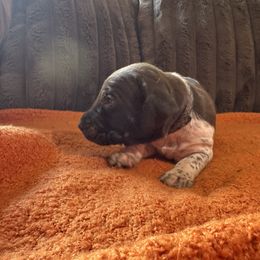 Black Collar - Liver and white male German Shorthaired Pointer puppy in Covington, Georgia from Peters Built Pointers