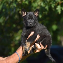Blue - Bi-color male German Shepherd puppy in Cherryville, North Carolina from Masky Kennel