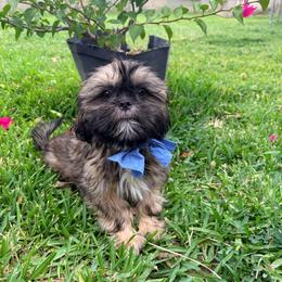 Freddy - Red male Shih Tzu puppy in Hemet, California from Aloha Shih Tzu