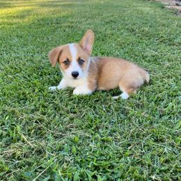 Ella - Sable female Pembroke Welsh Corgi puppy in Morton, Mississippi from Southern Magnolia Corgis