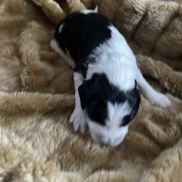 Aussiedoodle Puppies from Deason Doodles