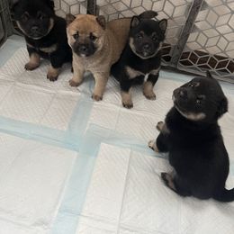 Shiba Inu puppies from MN Lakes Area Shiba Inus