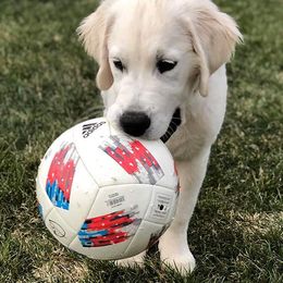 Golden Retriever Puppies from Sleepy Morning Goldens