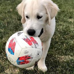 Golden Retriever Puppies from Sleepy Morning Goldens