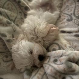 Maltese Puppies from TCBs Glowing Maltese