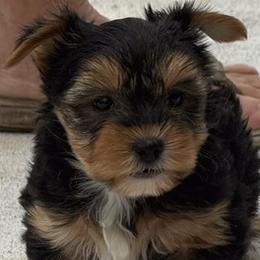 Yorkie Girl 1 - Black and tan female Yorkshire Terrier puppy in Summerville, South Carolina from Our Yorkie and Morkie Puppies of Summerville, South Carolina.
