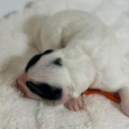 Confetti - White and badger female Great Pyrenees puppy in San Marcos, California from Faith Family Freedom Farm