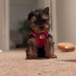 Yorkshire Terrier Puppies from Jill Brown