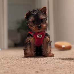 Yorkshire Terrier Puppies from Jill Brown