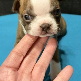 Jasmine - Red female Boston Terrier puppy in Wellington, Ohio from Twist of Faith Farms