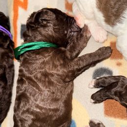 Chocolate Female (white diamond) - Brown female Poodle puppy in Mendenhall, Mississippi from Red Bayou Kennels, LLC