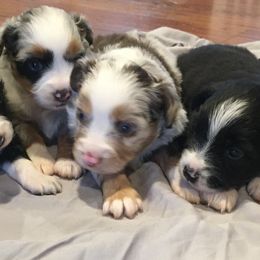 Aussiedoodles from T3 Aussies