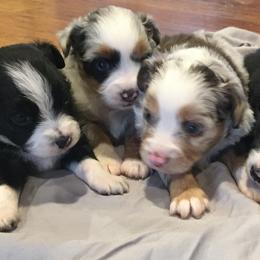 Aussiedoodles from T3 Aussies