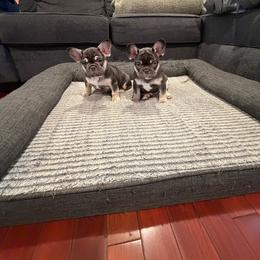 French Bulldog Puppies from Royal velvet frenchies