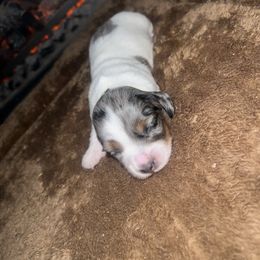 Laila - Piebald female Dachshund puppy in Lubbock, Texas from ANQ Dachshunds