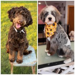 Bernedoodle puppies from Over the Moon Poodles and Doodles