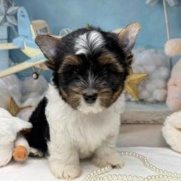 Bailey Girl 3800 - Black tan and white female Biewer Terrier puppy in Douglas, Georgia from South Georgia Yorkies and Biewers