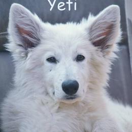 Berger Blanc Suisse and German Shepherd Puppies from Vom Hundhaus German Shepherds
