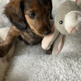 Dachshund Puppies from Bella’s Puppies