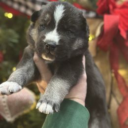 Echo - Black and white male Siberian Husky puppy in Slippery Rock, Pennsylvania from Stone Ridge Huskies