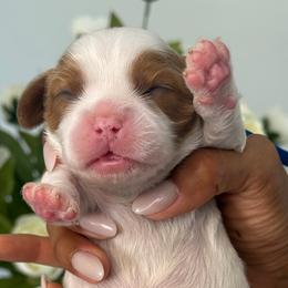 Teddy - Ruby male Cavalier King Charles Spaniel puppy in Yuciapa, California from AlltheDoodlez_