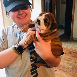 Bulldog Puppies from Dampier Bulldogs Mo