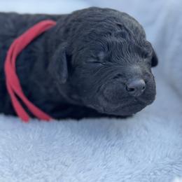 Poppy - Black male Goldendoodle puppy in Charlotte, North Carolina from Hopeful Heart Doodles