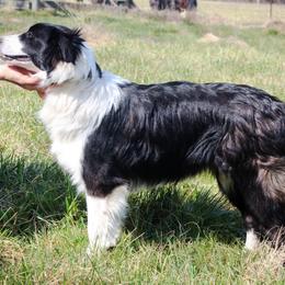 English Shepherds from Flashbar Farm English Shepherds