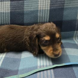 Blue boy - Chocolate and tan male Dachshund puppy in Jackson's Gap, Alabama from Lake Martin Doxies
