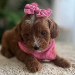 Cavapoo and Goldendoodle Puppies from French Creek Doodles