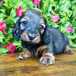 Wilbur 3200 - Red male Dachshund puppy in Sylvania, Alabama from Yancey’s Doxies